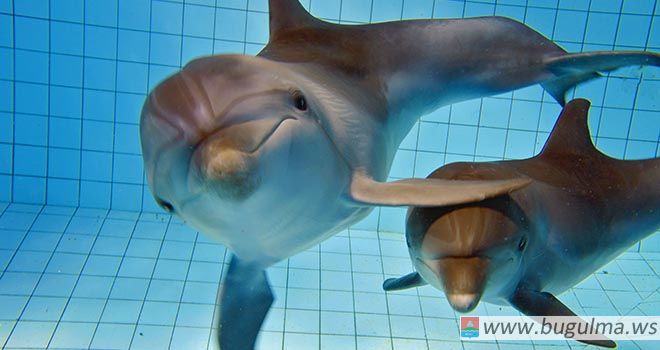 Приезжайте в Челнинский дельфинарий всей семьей, подарите любимым незабываемые эмоции!