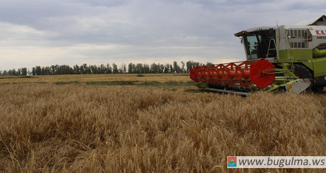 Аграрии Бугульминского муниципального района полностью убрали зерновые культуры на площади 47,4 тыс. гектаров
