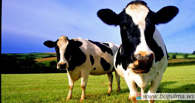 Выращивание высокопродуктивных коров: в Бугульминском районе провели сельскохозяйственный семинар