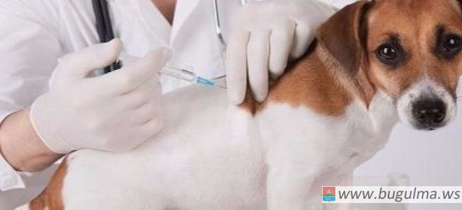 Бесплатная вакцинация собак и кошек
