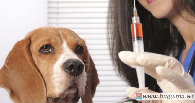 Бесплатная вакцинация собак и кошек проводится в Бугульме.
